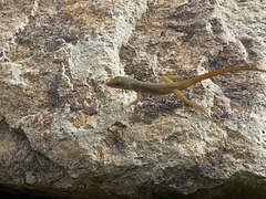 Anolis wattsii