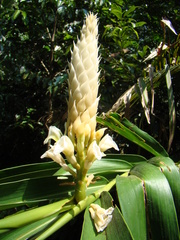 Alpinia oxymitra, photograph author not stated, no rights reserved