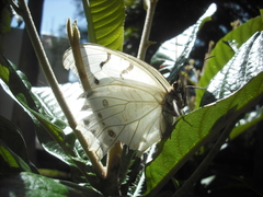 Morpho polyphemus