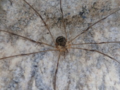 Amilenus aurantiacus
