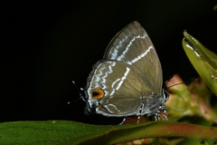Cupathecla cupentus