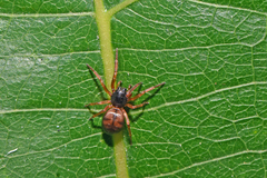 Paratrachelas maculatus
