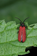 Pyropterus nigroruber