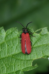 Pyropterus nigroruber