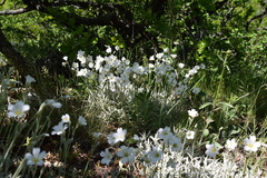 Cerastium biebersteinii