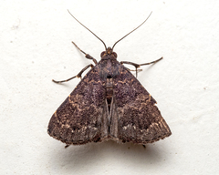 Hydrillodes hemusalis