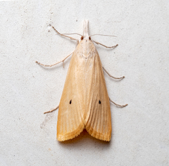 Scirpophaga incertulas