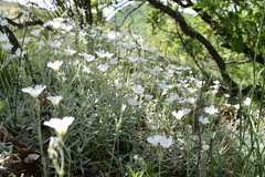 Cerastium biebersteinii