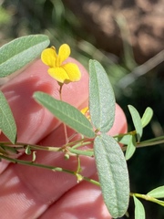 Rhynchosia totta
