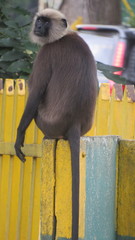 Semnopithecus johnii