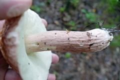 Boletus separans