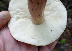 Boletus separans