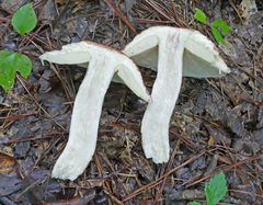 Boletus separans