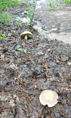 Boletus separans