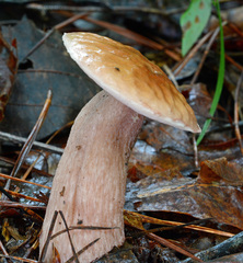 Boletus separans