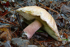 Boletus separans
