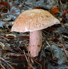 Boletus separans