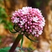 Italian Valerian - Photo (c) Mahmoud Ali, some rights reserved (CC BY-NC), uploaded by Mahmoud Ali