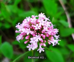 Valeriana italica