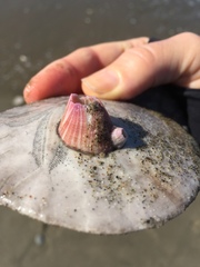 Paraconcavus pacificus