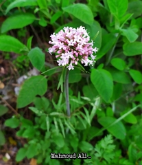 Valeriana italica