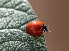 Cycloneda sanguinea