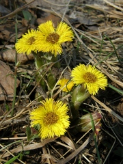 Tussilago farfara
