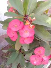 Euphorbia milii