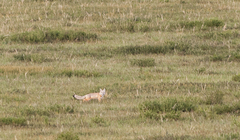 Vulpes corsac