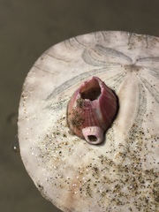 Paraconcavus pacificus