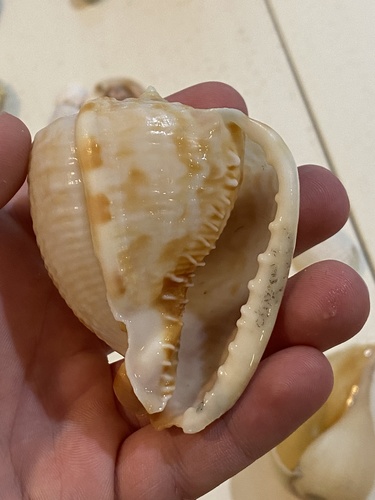 Emperor Helmet Snail