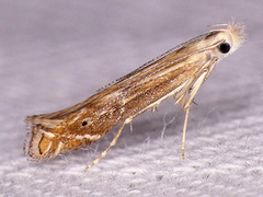 Isophrictis magnella