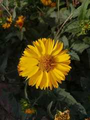 Verbesina encelioides