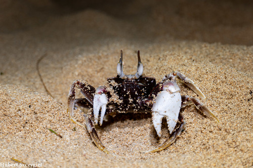 Ocypode urvillii