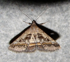 Acantholipes