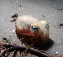Rossia pacifica