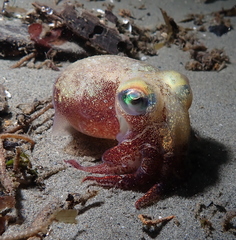 Rossia pacifica