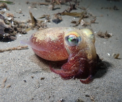Rossia pacifica