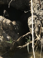 Nerodia rhombifer
