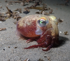 Rossia pacifica