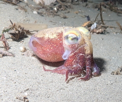 Rossia pacifica