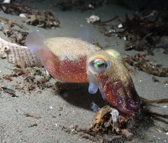 Rossia pacifica