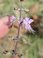Ocimum burchellianum