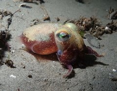 Rossia pacifica