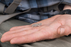 Phrynosoma douglasii
