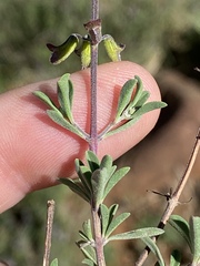 Ocimum burchellianum