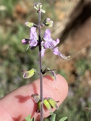 Ocimum burchellianum
