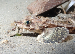 Agonopsis vulsa