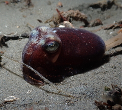 Rossia pacifica