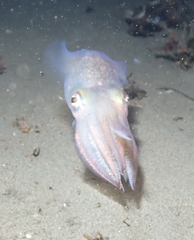 Rossia pacifica